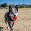 Kong Ball SingleThe KONG Ball wins the fetching game for your dog! Durable, bouncy, natural KONG Classic rubber gives it a bounce for fun games of fetch, delivering tons of healthy KongMcCaskieKong Ball Single